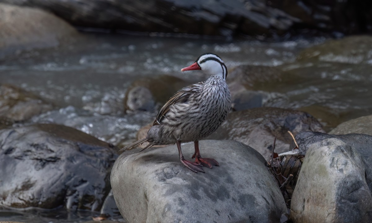 Torrent Duck - ML642949901