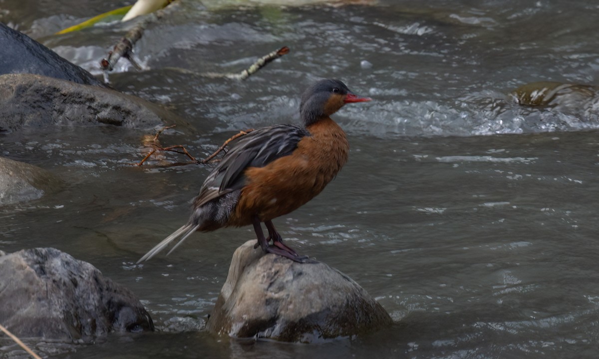 Torrent Duck - ML642949902