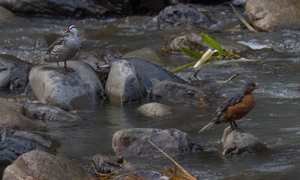 Torrent Duck - ML642949903