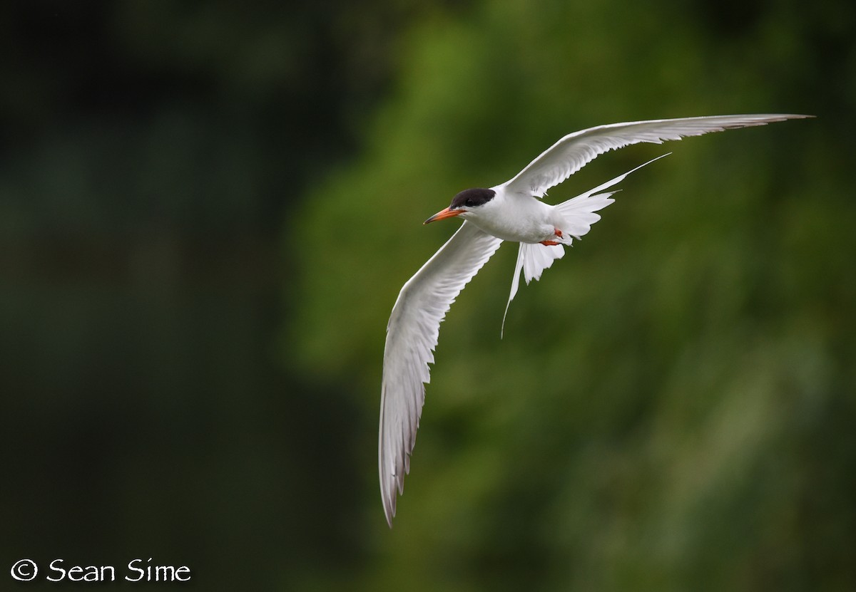 Forster's Tern - Sean Sime