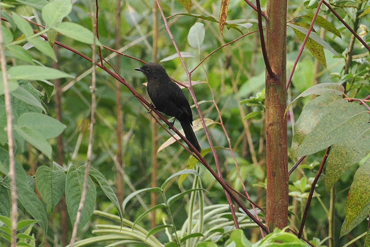 Northern Black-Flycatcher - ML642949911