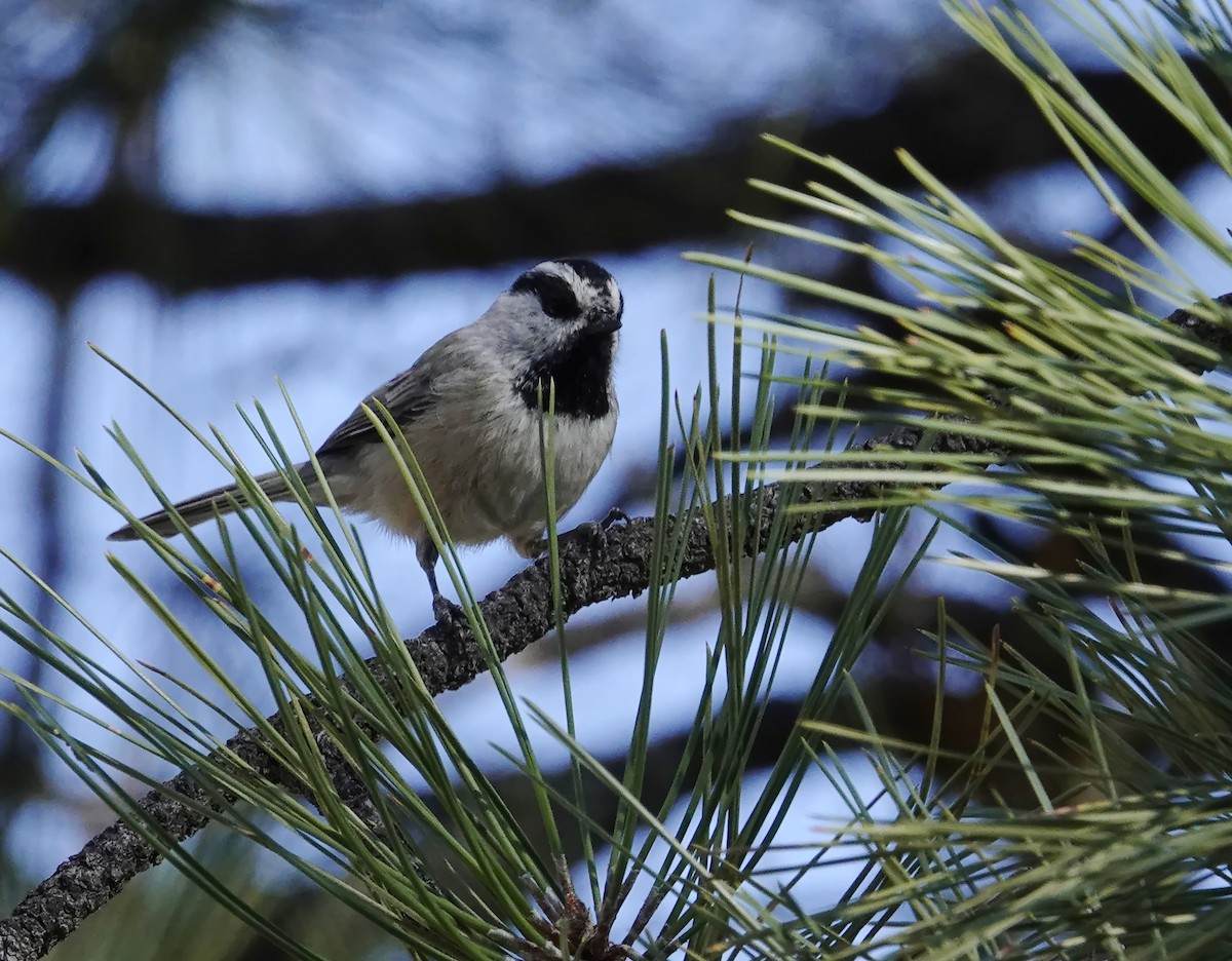 Mountain Chickadee (Rocky Mts.) - ML642949920