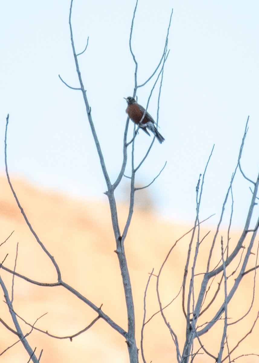 American Robin - ML642949953