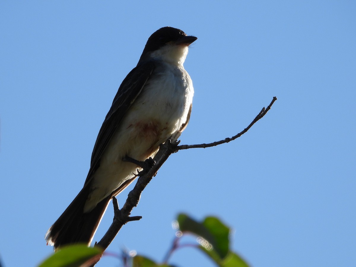 Eastern Kingbird - ML642949955