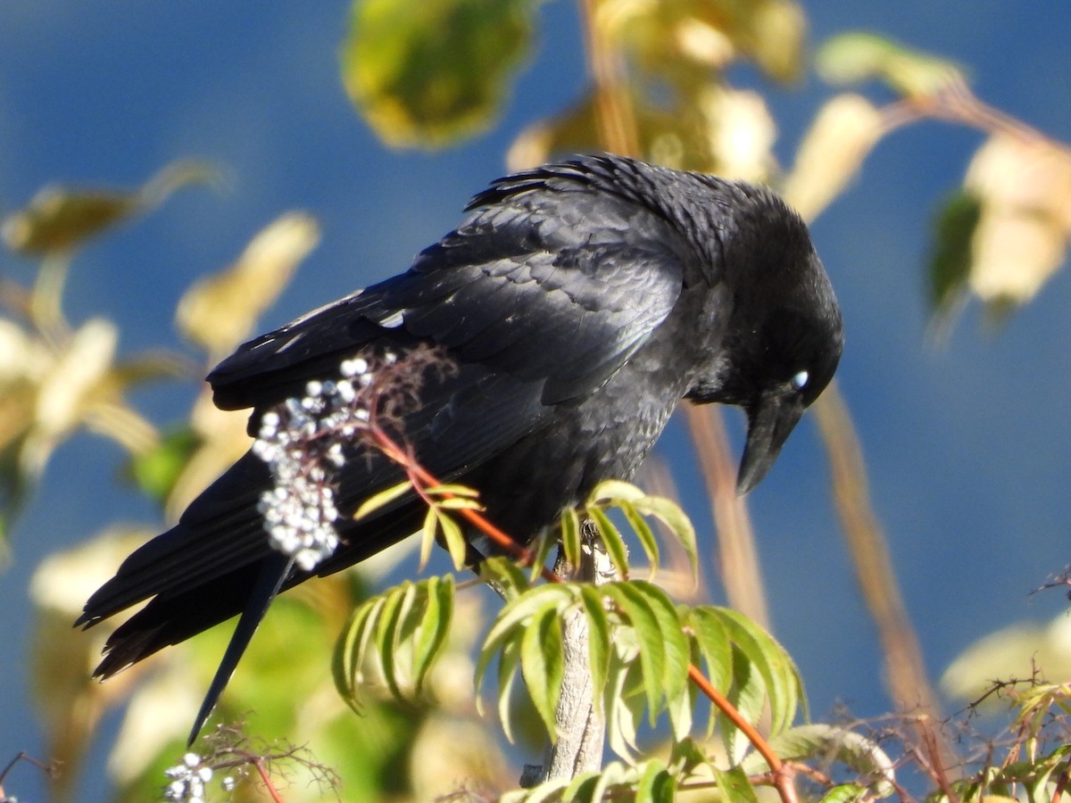 American Crow - ML642949958