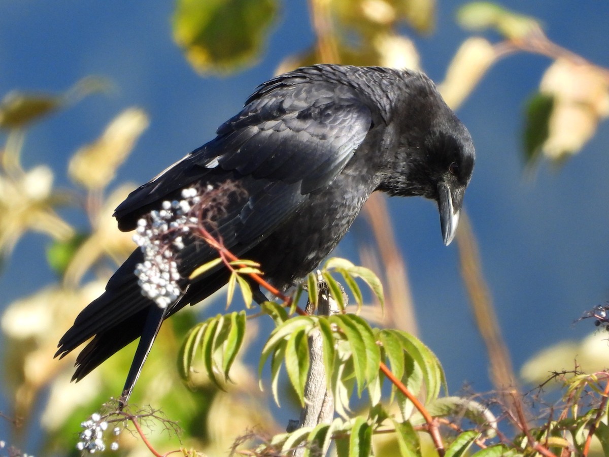 American Crow - ML642949959