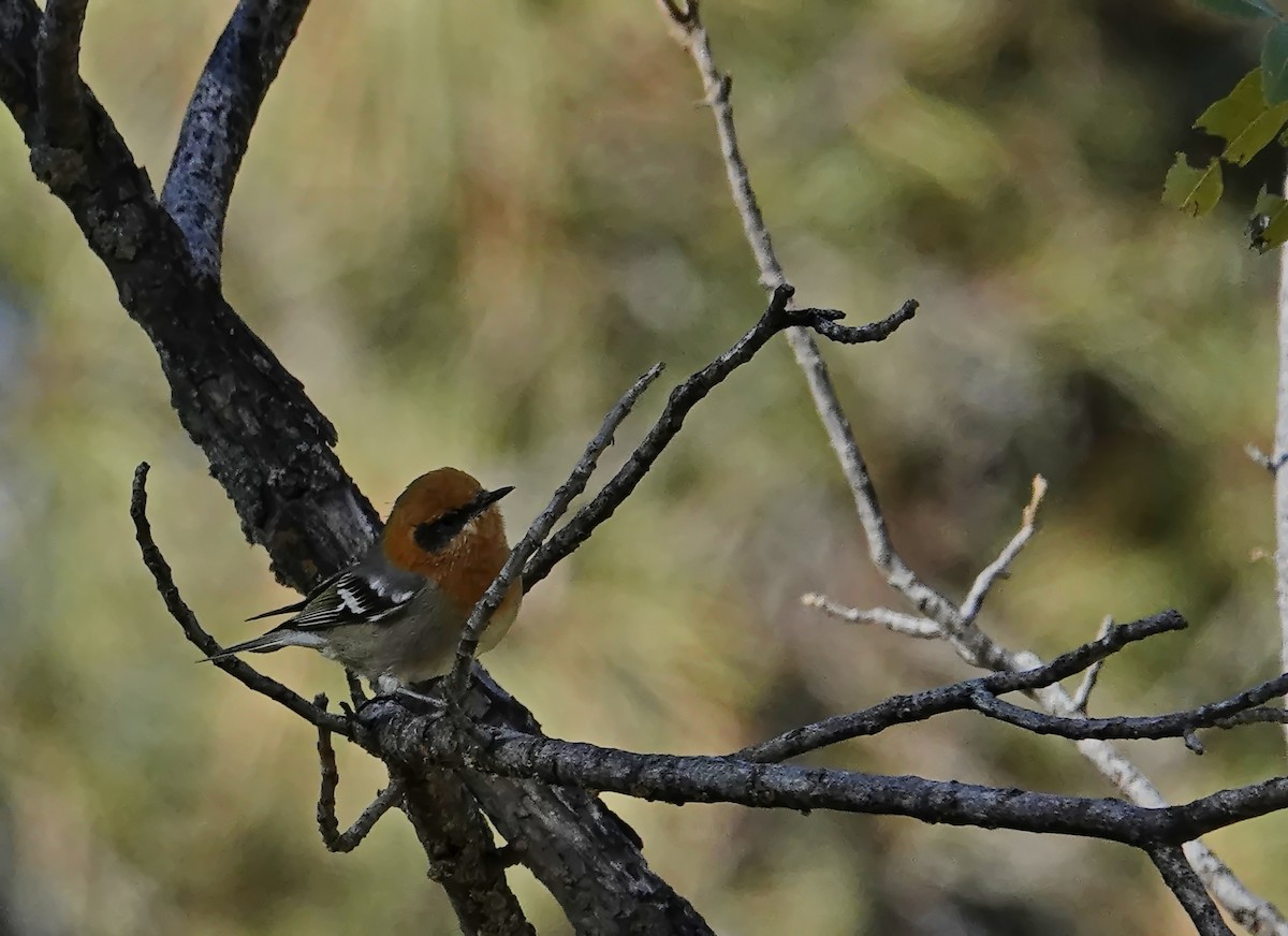 kløfthaleparula - ML642949961