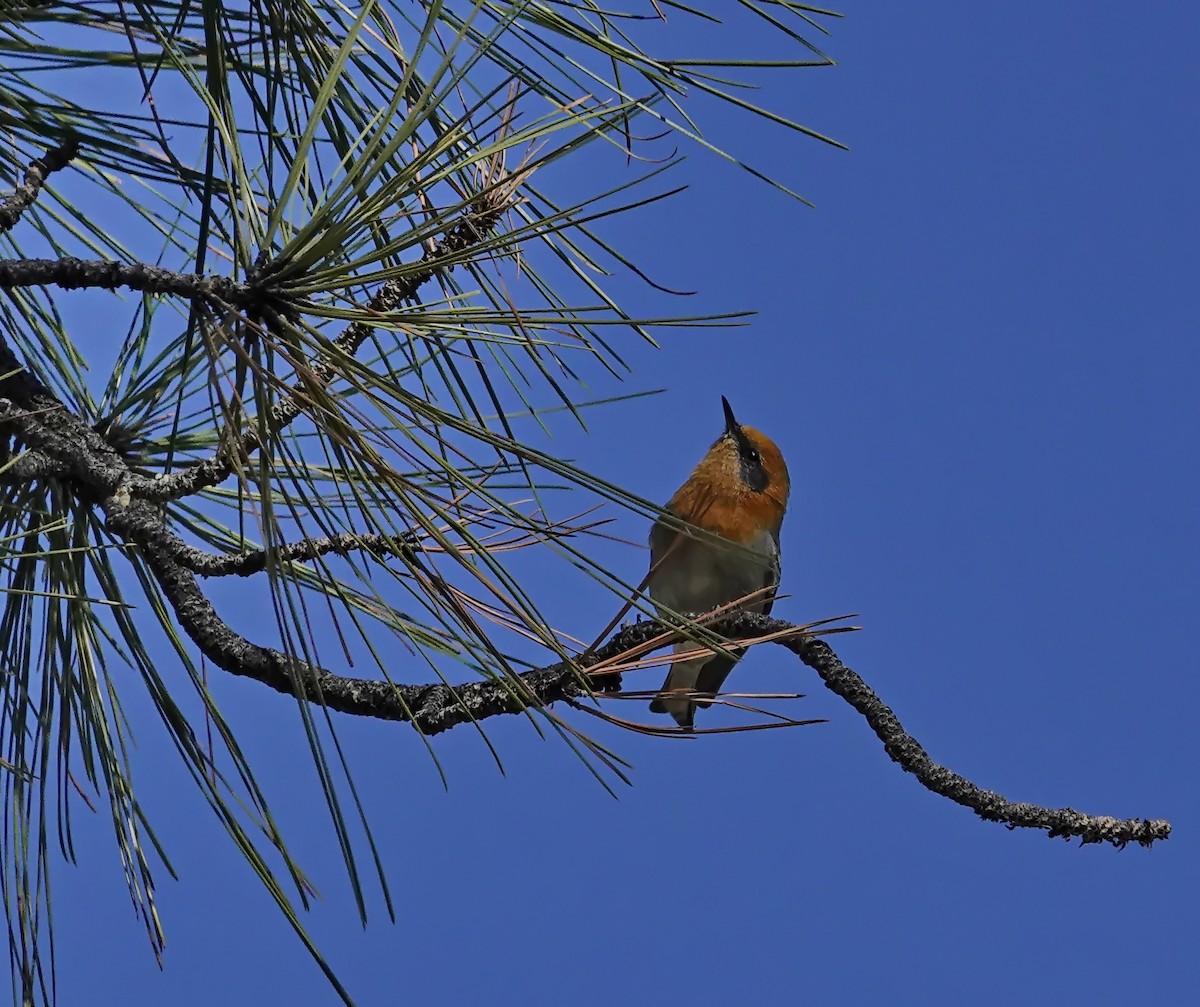 kløfthaleparula - ML642949963