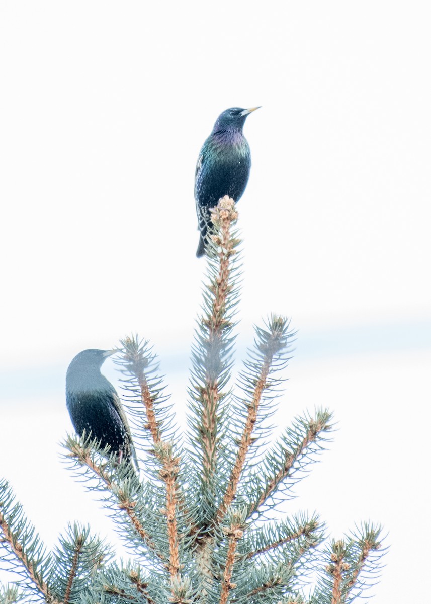 European Starling - ML642949970