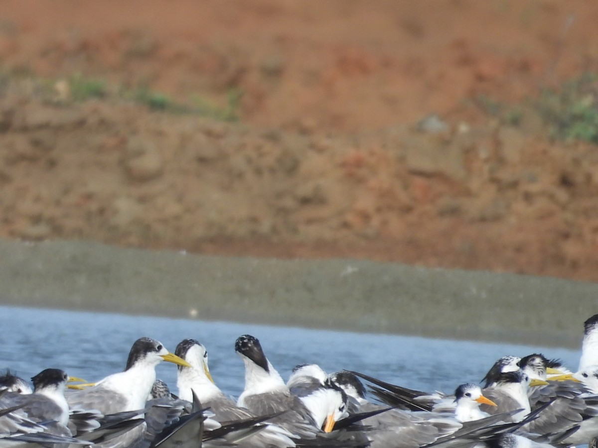 Great Crested Tern - ML642949973