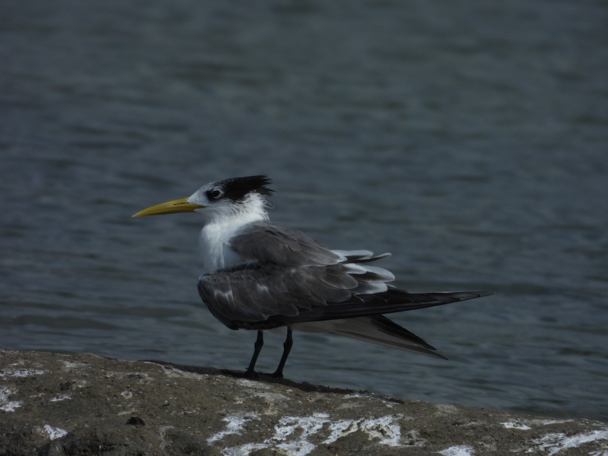 Great Crested Tern - ML642949974