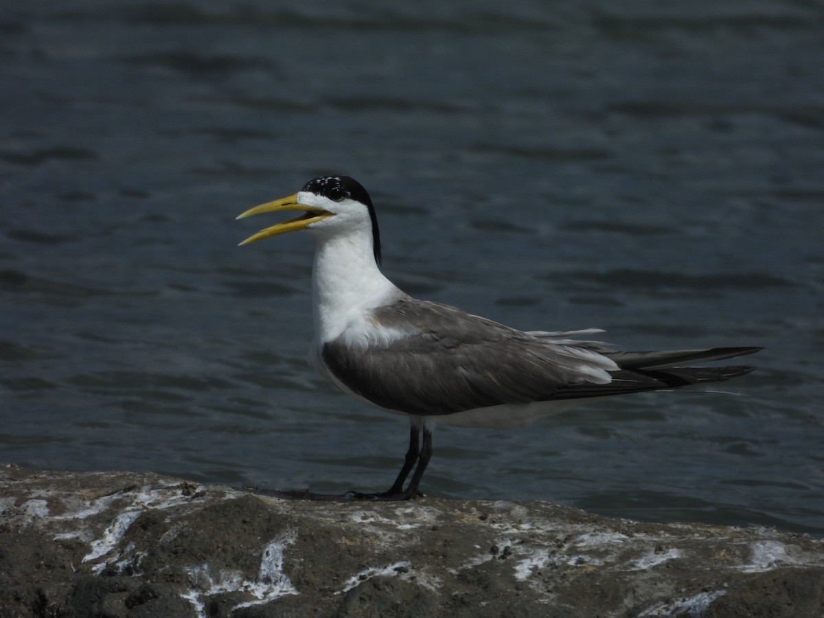 Great Crested Tern - ML642949975