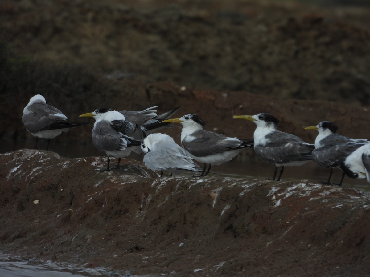 Great Crested Tern - ML642949976
