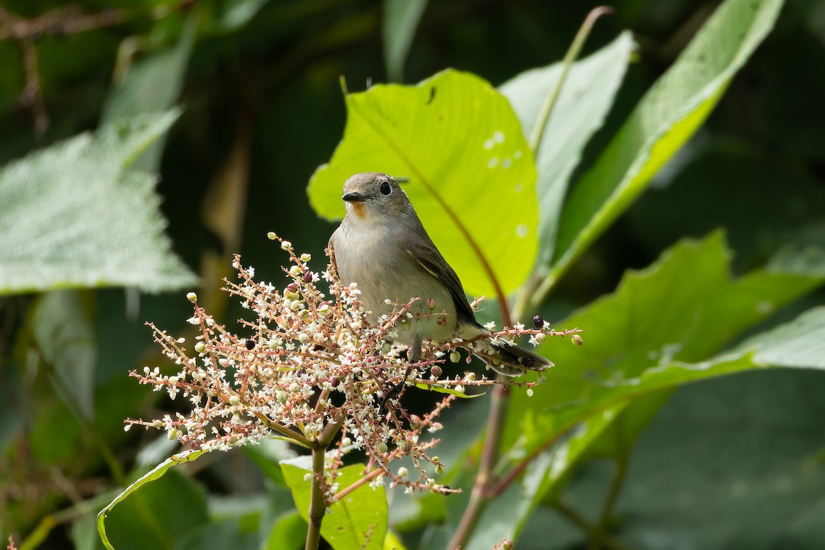 Taiga Flycatcher - ML642949977