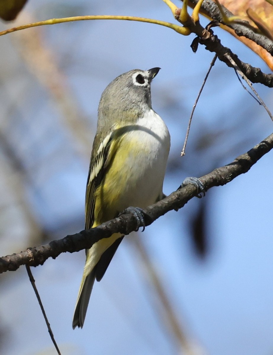 Mavi Başlı Vireo - ML642950001