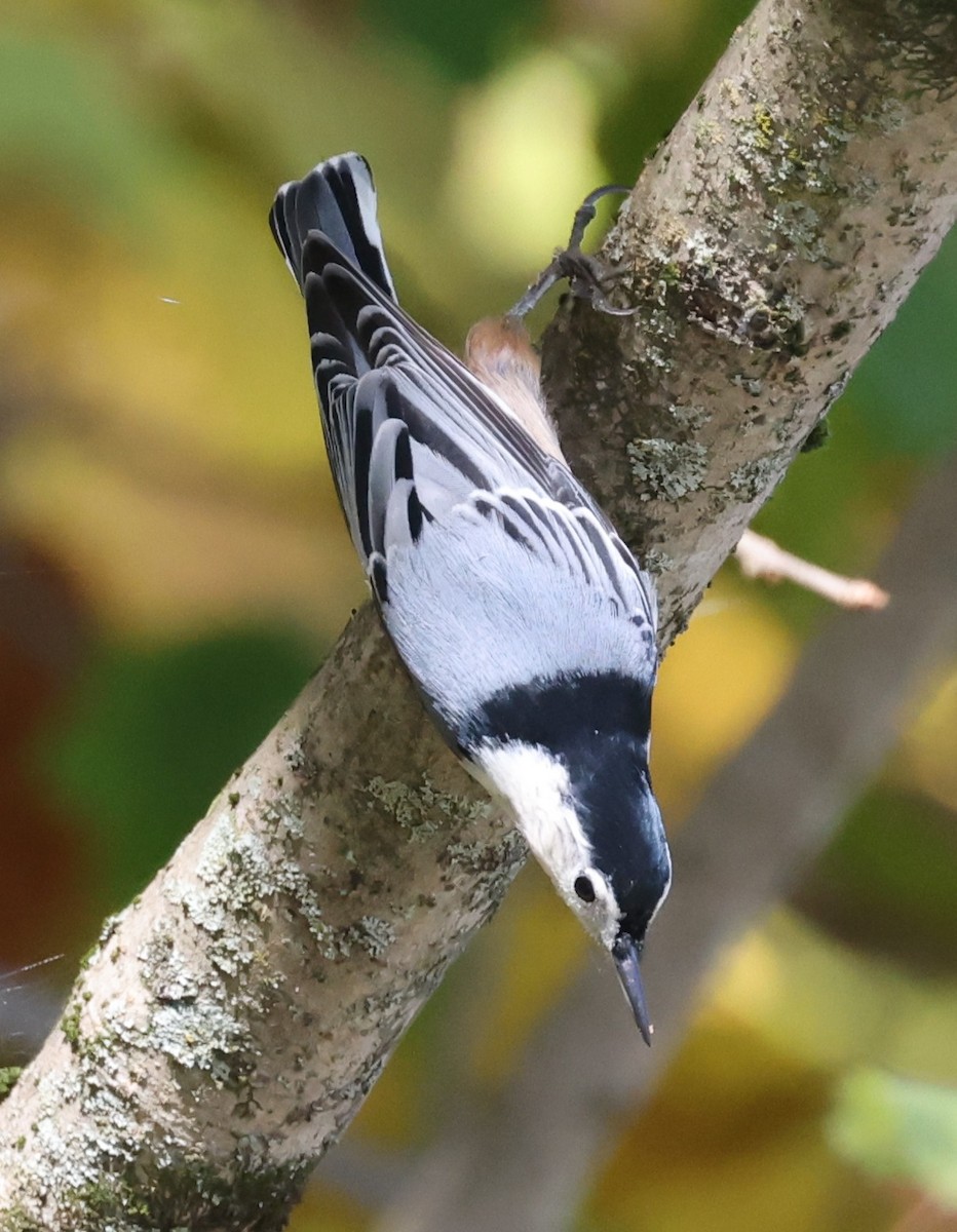 Beyaz Göğüslü Sıvacı (carolinensis) - ML642950014
