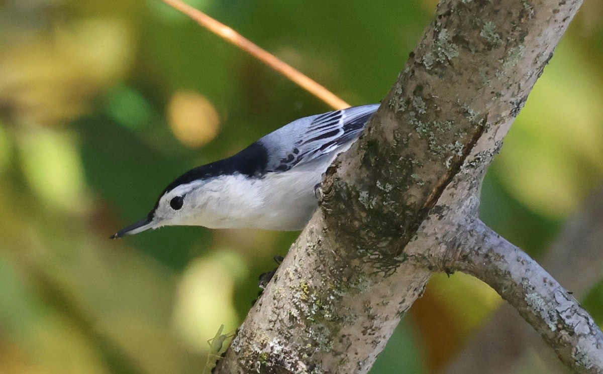 Beyaz Göğüslü Sıvacı (carolinensis) - ML642950015