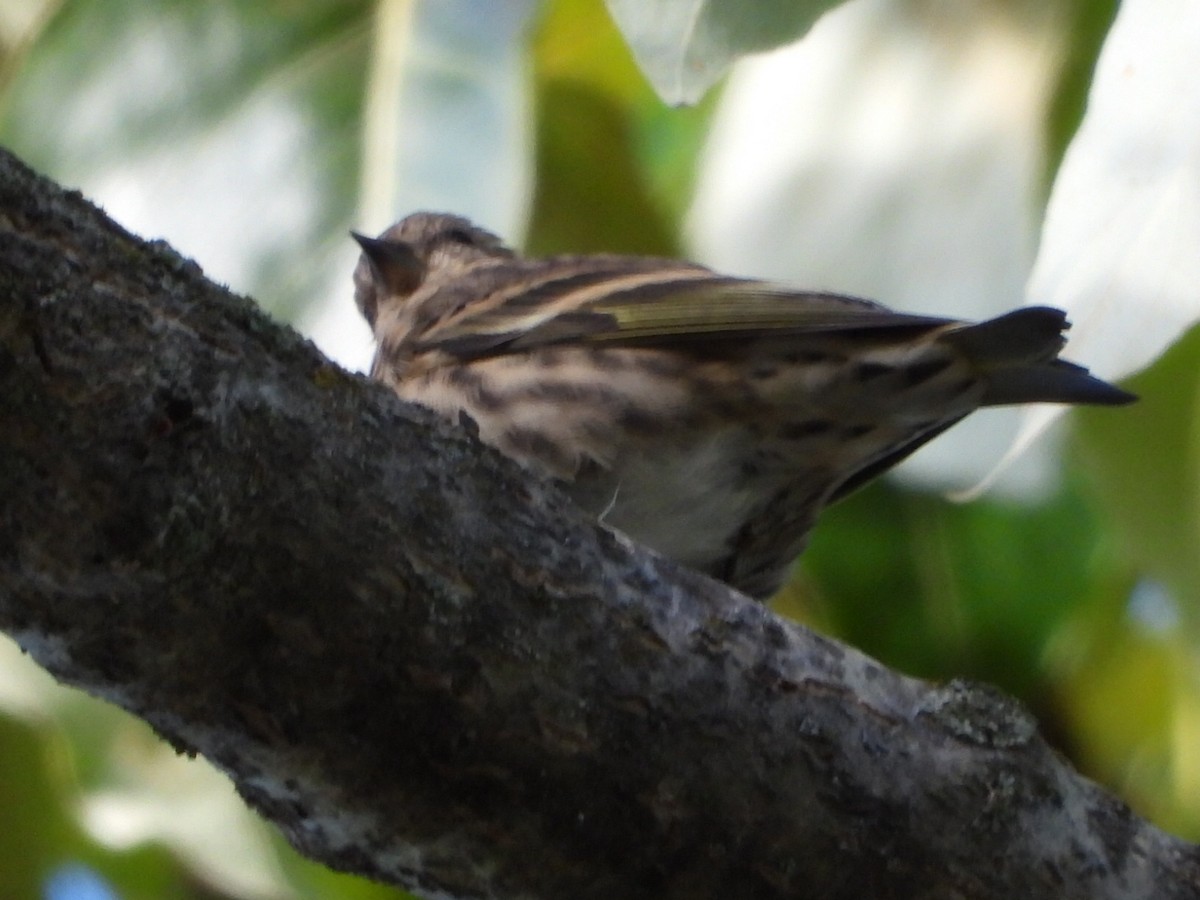 Pine Siskin - ML642950023