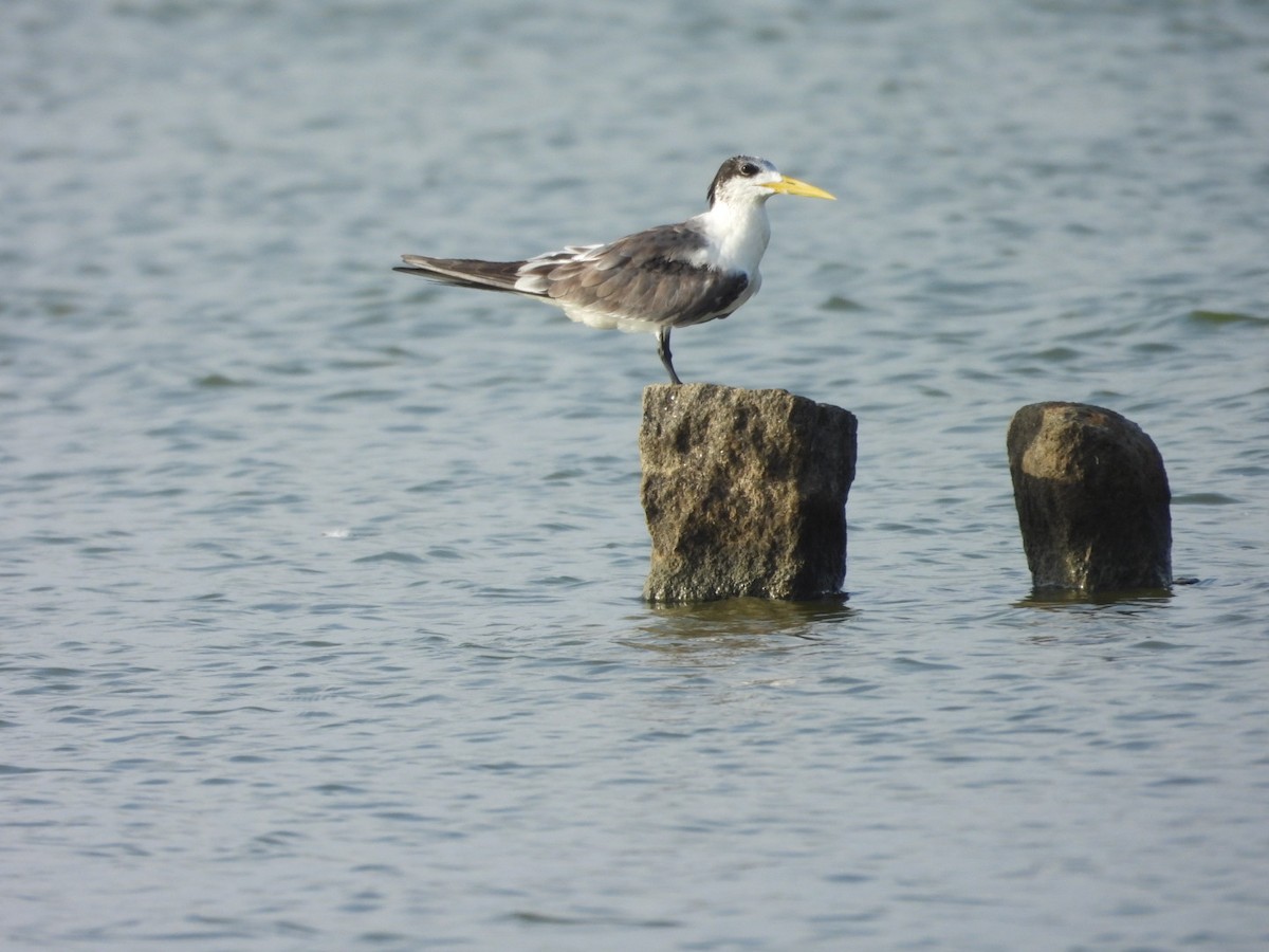 Great Crested Tern - ML642950024