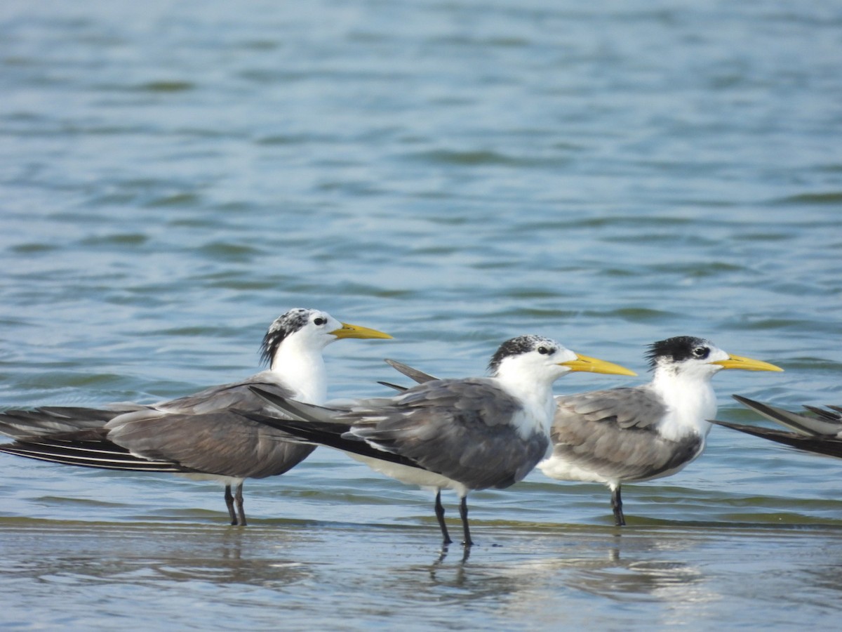 Great Crested Tern - ML642950025