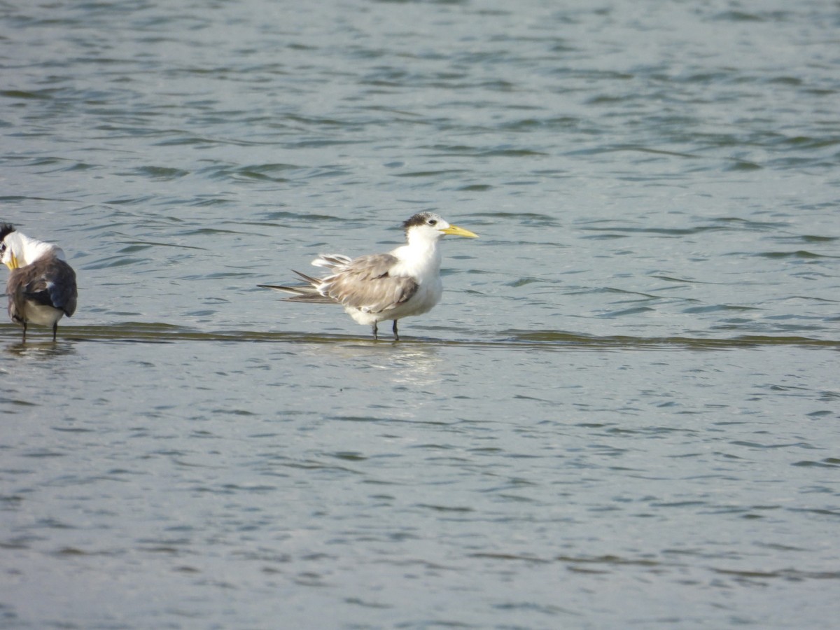 Great Crested Tern - ML642950026