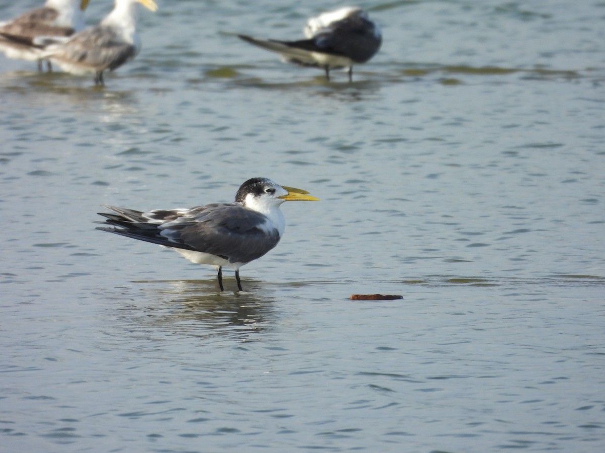 Great Crested Tern - ML642950027