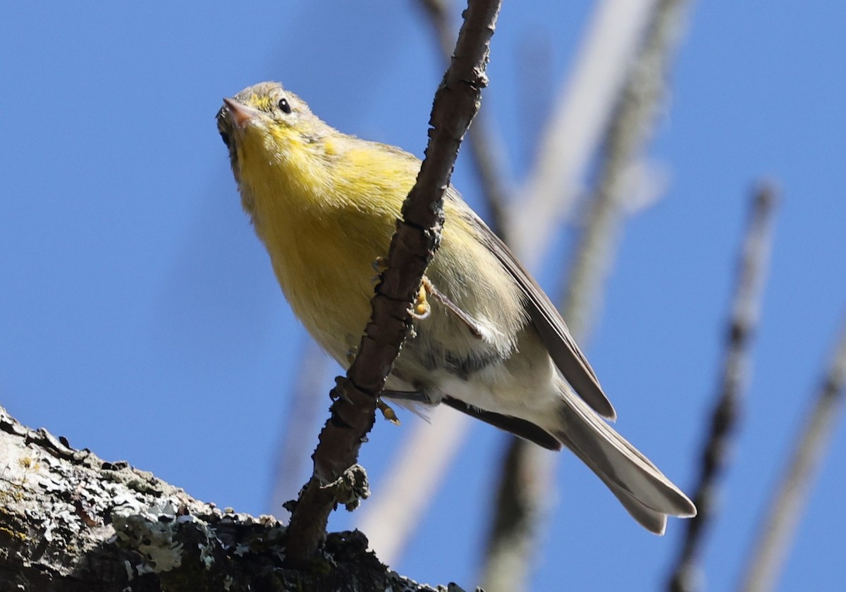 Pine Warbler - ML642950033