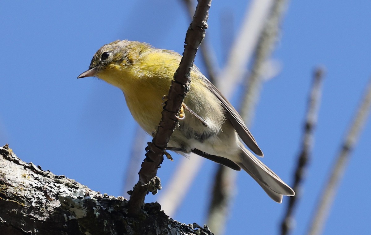 Pine Warbler - ML642950034