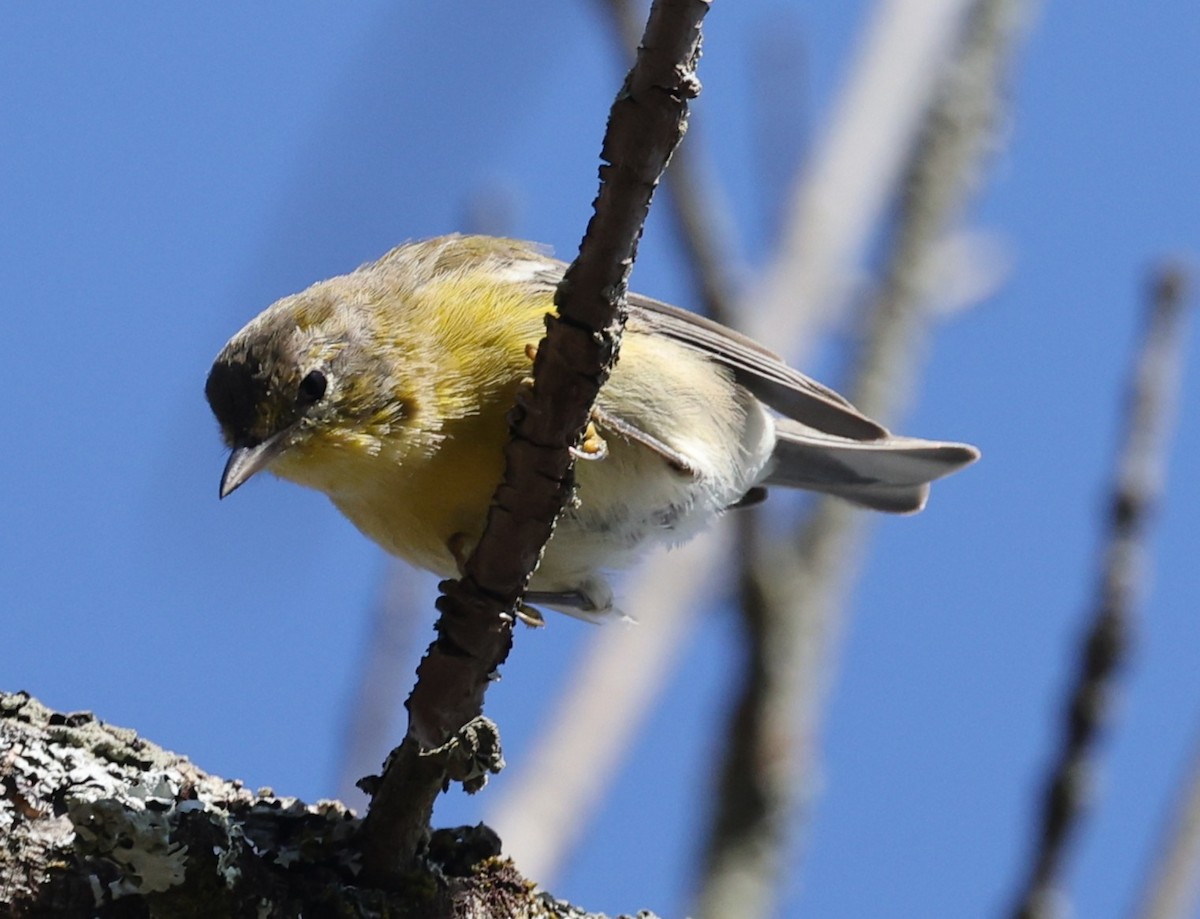 Pine Warbler - ML642950035