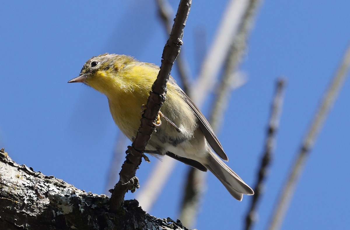 Pine Warbler - ML642950036