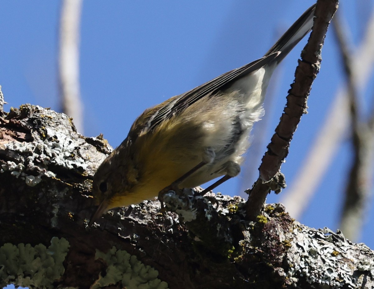 Pine Warbler - ML642950037