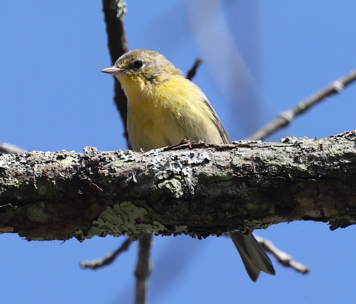 Pine Warbler - ML642950038