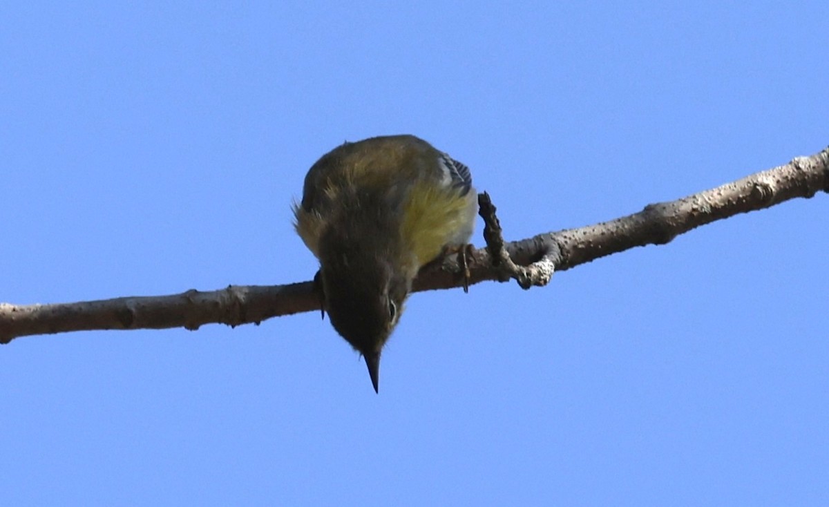 Pine Warbler - ML642950039