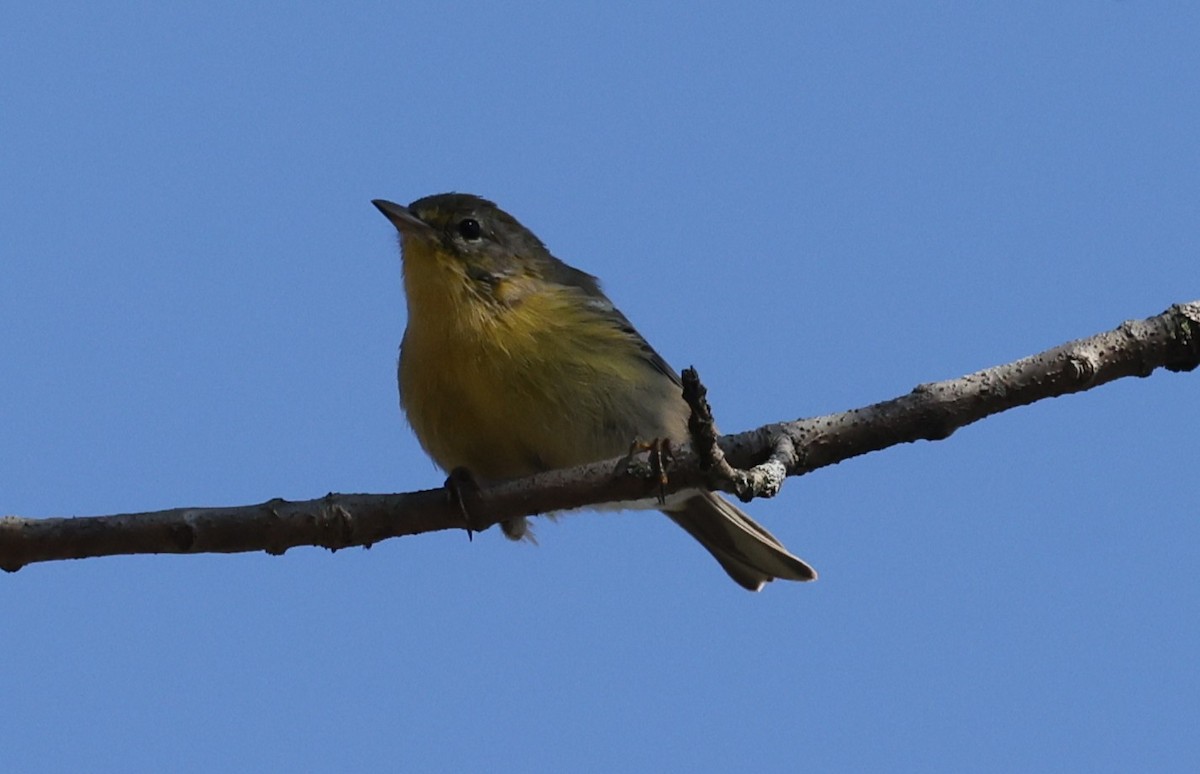 Pine Warbler - ML642950040