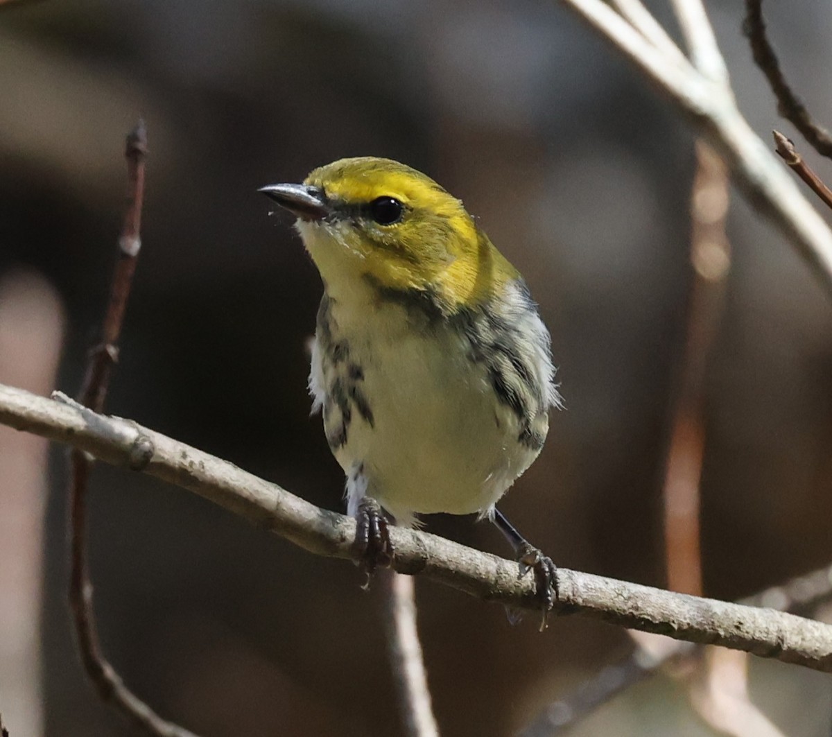 Black-throated Green Warbler - ML642950047