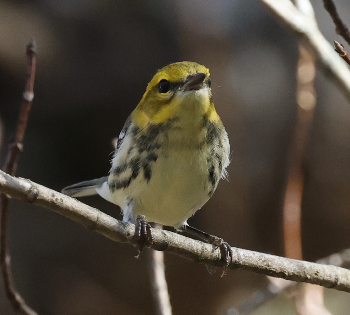 Black-throated Green Warbler - ML642950048