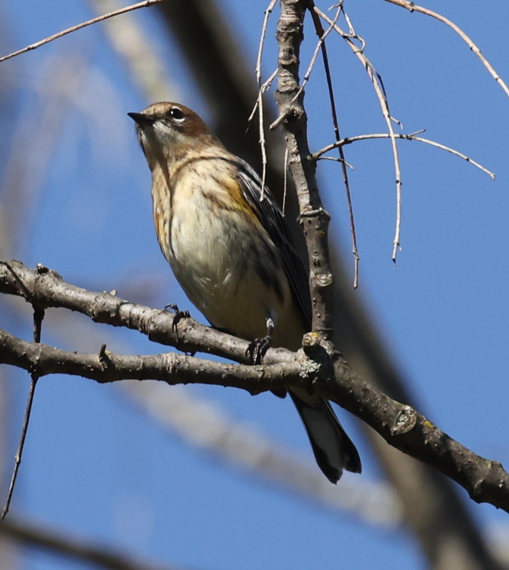 Yellow-rumped Warbler (Myrtle) - ML642950049