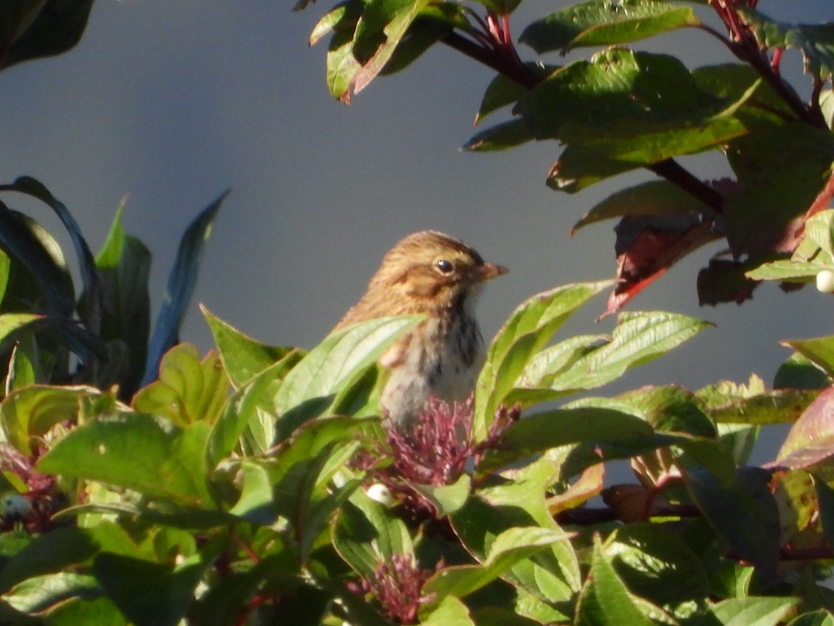 Savannah Sparrow - ML642950063