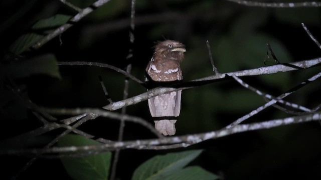 Philippine Frogmouth - ML642950066