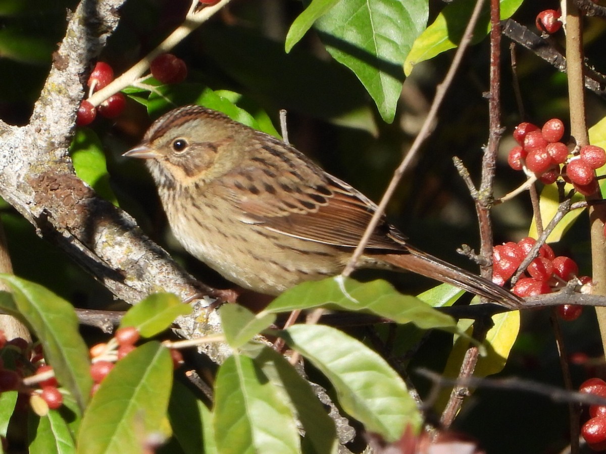 Lincoln's Sparrow - ML642950073