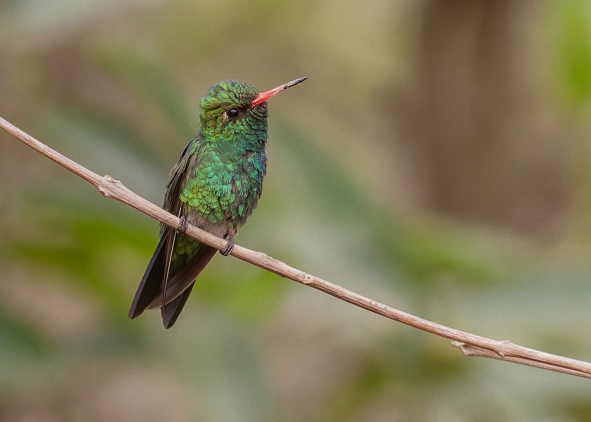 Glittering-bellied Emerald - ML642950074