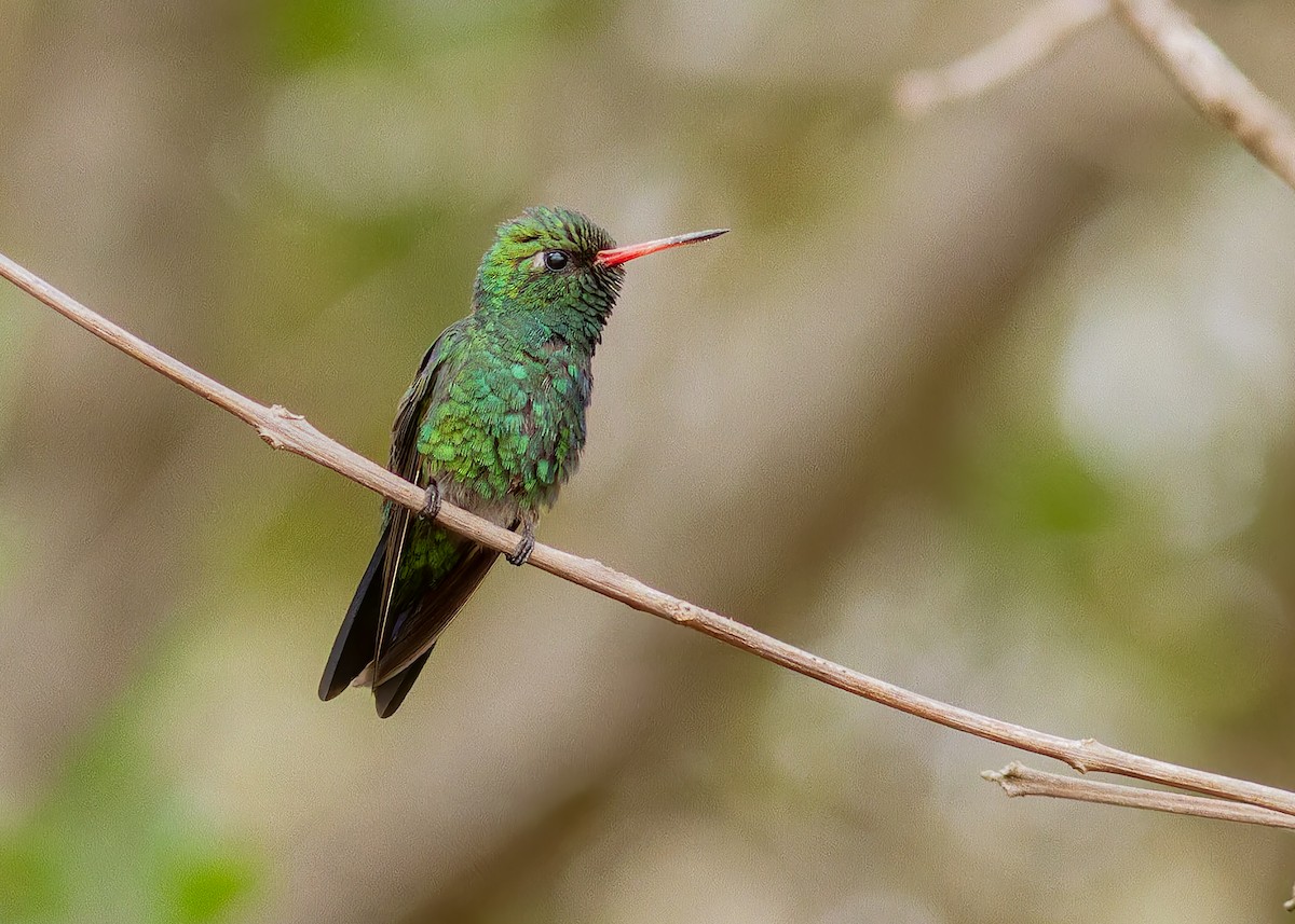 Glittering-bellied Emerald - ML642950075