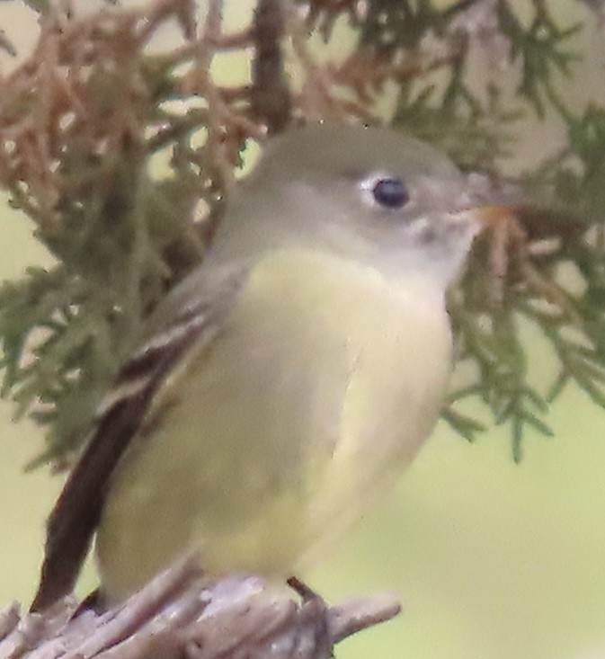 Hammond's Flycatcher - ML642950076
