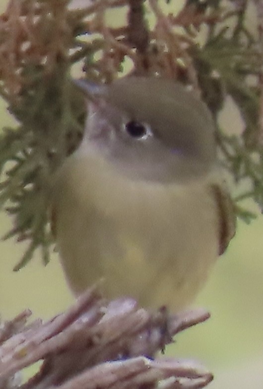 Hammond's Flycatcher - ML642950077