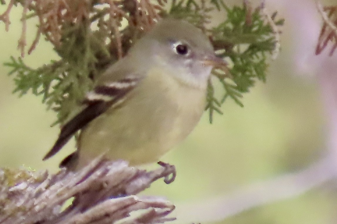 Hammond's Flycatcher - ML642950078