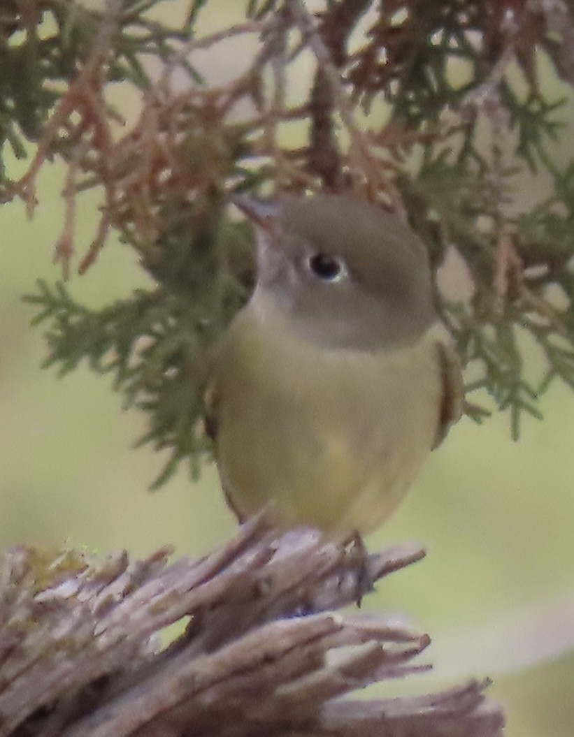 Hammond's Flycatcher - ML642950079