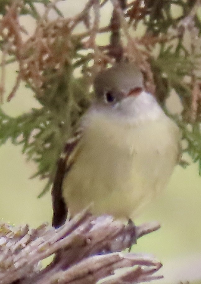 Hammond's Flycatcher - ML642950080