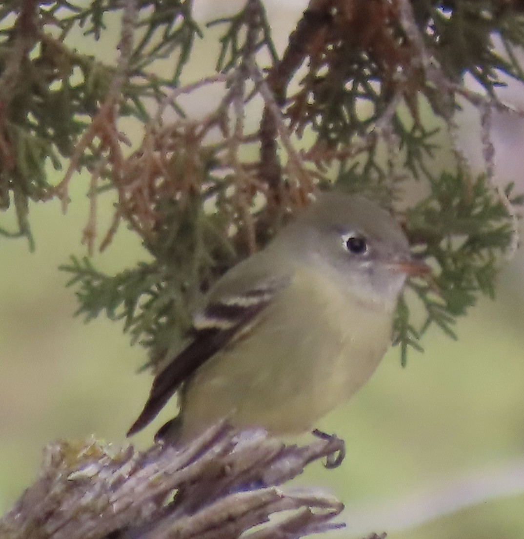 Hammond's Flycatcher - ML642950081