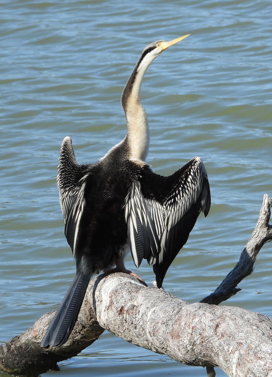 Australasian Darter - ML642950099