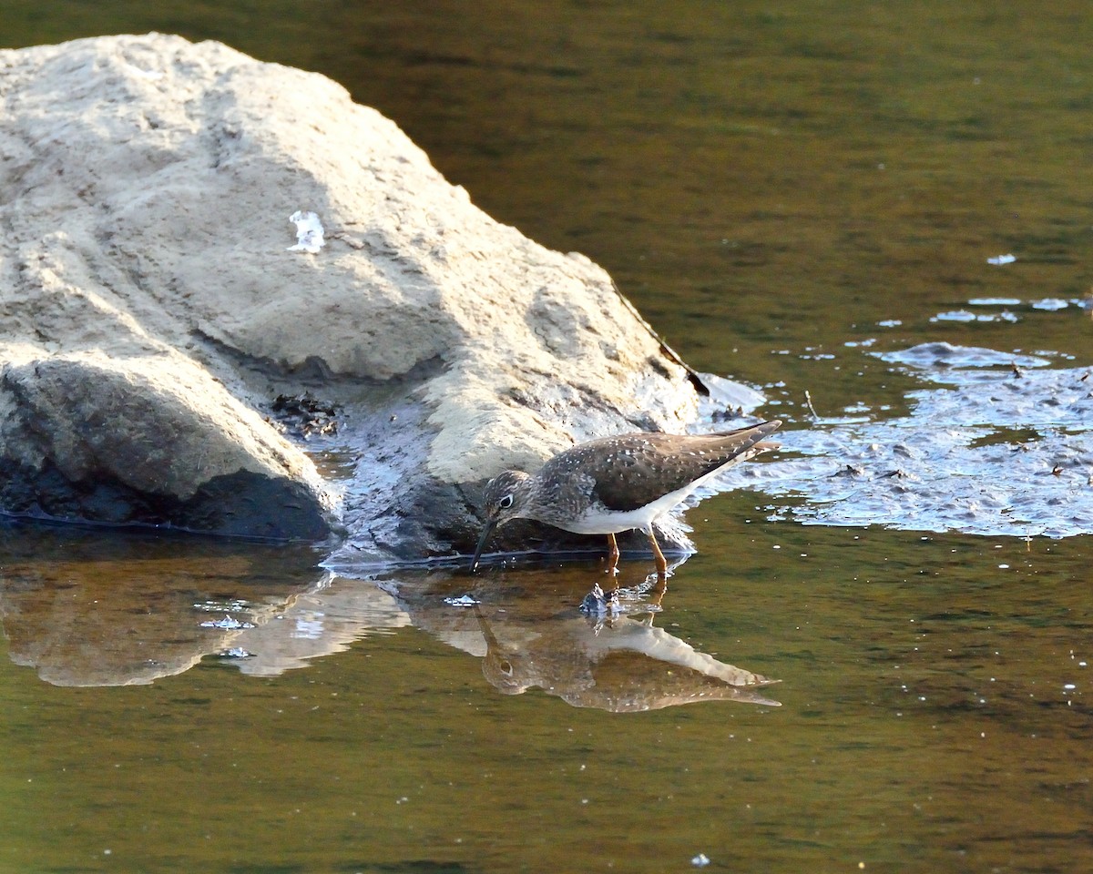 Solitary Sandpiper - ML64295011